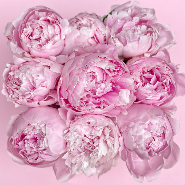 Classic Collection - Cube - Rose Peonie - Scatola Bianca