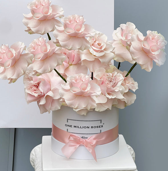 Classic Collection - Medium - Rose Rosa