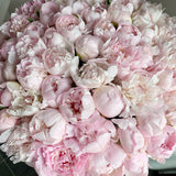 Classic Collection - One Million - Peonie Rosa - Scatola Bianca