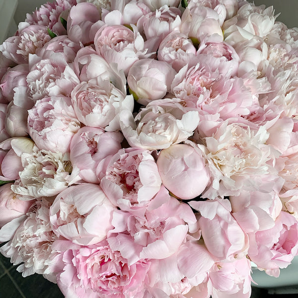 Classic Collection - One Million - Peonie Rosa - Scatola Bianca