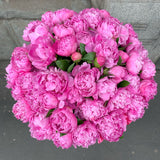 Classic Collection - Billion Box - Peonia Rosa - Scatola Nera