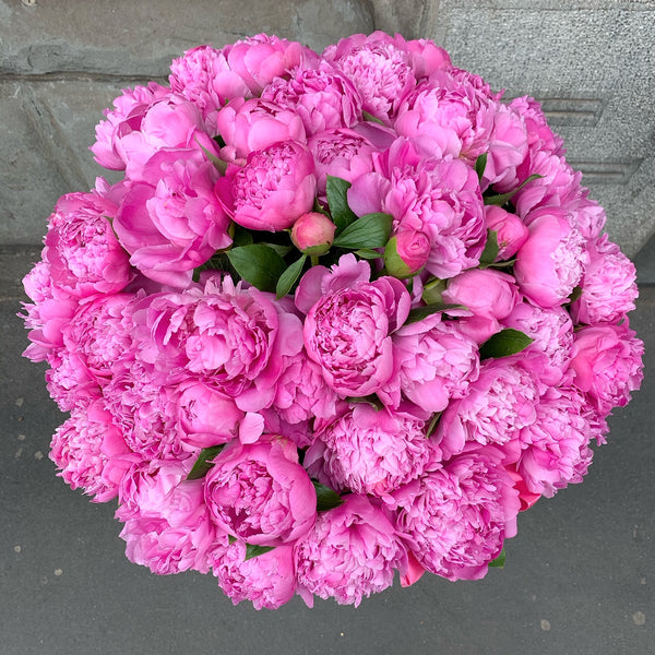 Classic Collection - Billion Box - Peonia Rosa - Scatola Nera